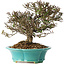 Trachelospermum asiaticum, 19 cm, ± 25 jaar oud