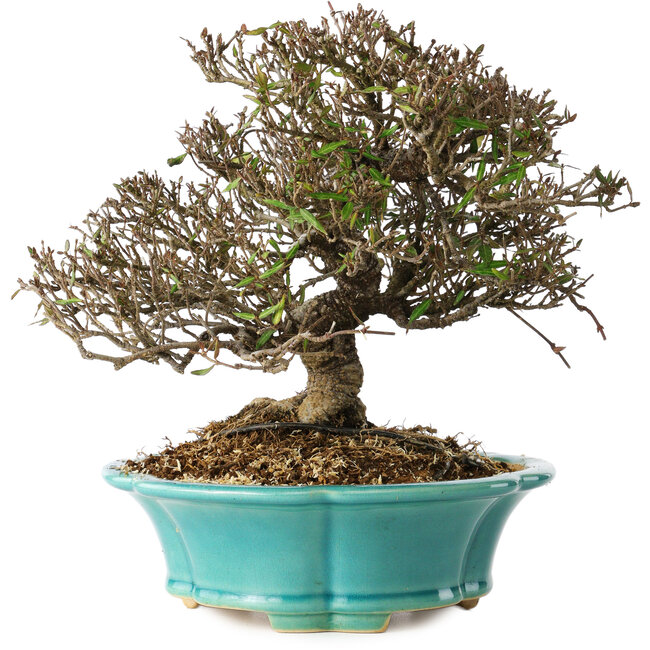 Trachelospermum asiaticum, 19 cm, ± 25 years old