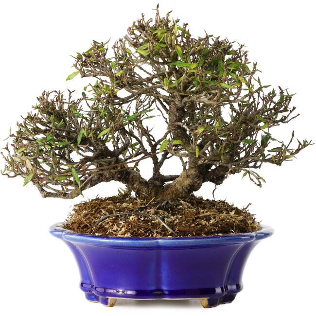 Trachelospermum asiaticum, 17 cm, ± 25 years old