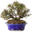 Trachelospermum asiaticum, 17 cm, ± 25 jaar oud