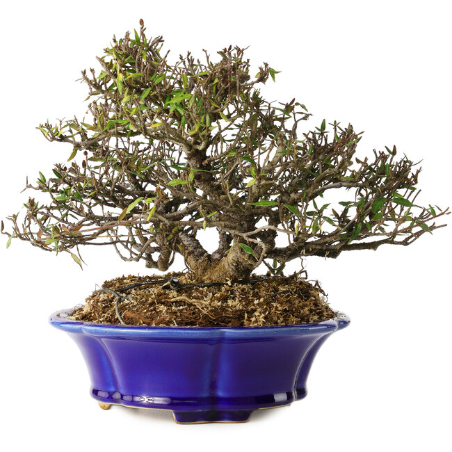 Trachelospermum asiaticum, 17 cm, ± 25 anni