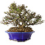Trachelospermum asiaticum, 17 cm, ± 25 jaar oud