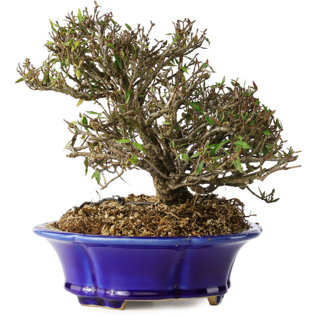 Trachelospermum asiaticum, 17 cm, ± 25 years old