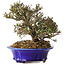 Trachelospermum asiaticum, 17 cm, ± 25 jaar oud