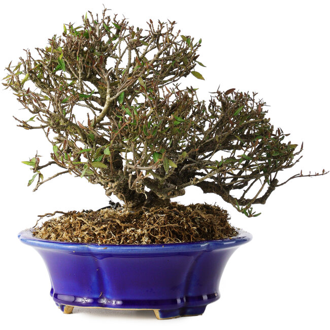 Trachelospermum asiaticum, 17 cm, ± 25 ans