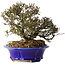 Trachelospermum asiaticum, 17 cm, ± 25 jaar oud