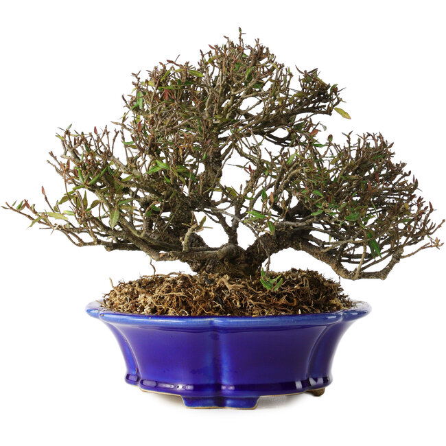 Trachelospermum asiaticum, 17 cm, ± 25 ans