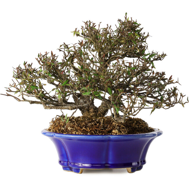 Trachelospermum asiaticum, 17 cm, ± 25 anni