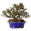 Trachelospermum asiaticum, 17 cm, ± 25 jaar oud