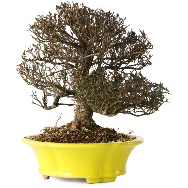 Trachelospermum asiaticum, 21 cm, ± 25 años