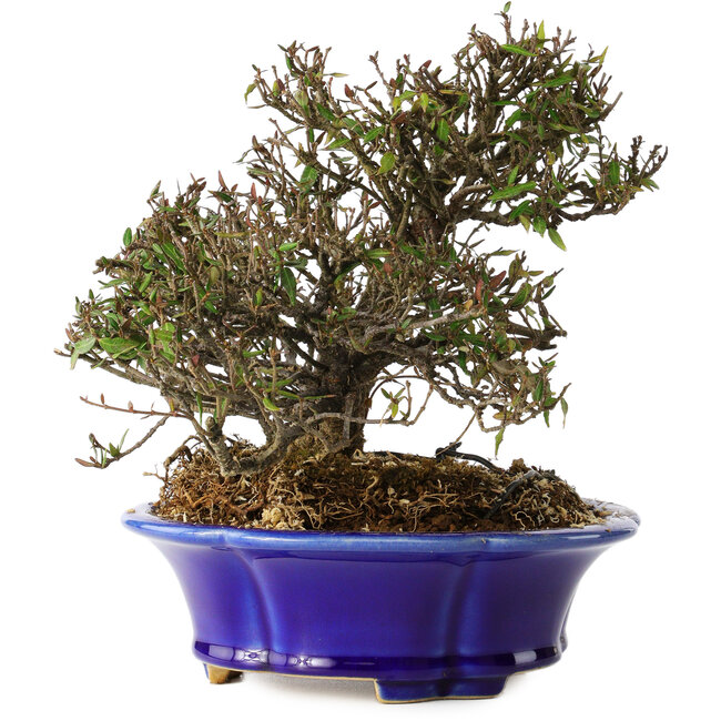 Trachelospermum asiaticum, 17 cm, ± 25 years old