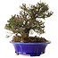 Trachelospermum asiaticum, 17 cm, ± 25 jaar oud