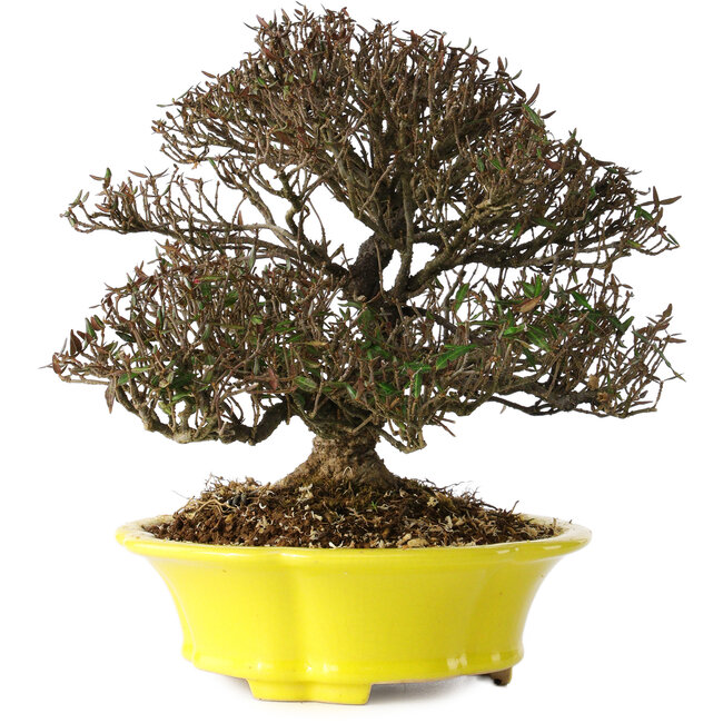 Trachelospermum asiaticum, 21 cm, ± 25 jaar oud