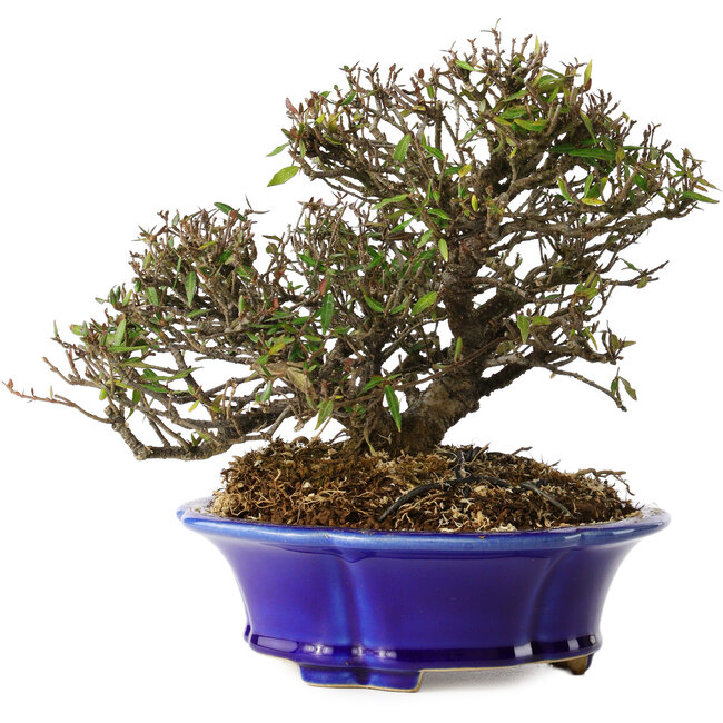 Trachelospermum asiaticum, 17 cm, ± 25 years old