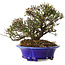 Trachelospermum asiaticum, 17 cm, ± 25 jaar oud