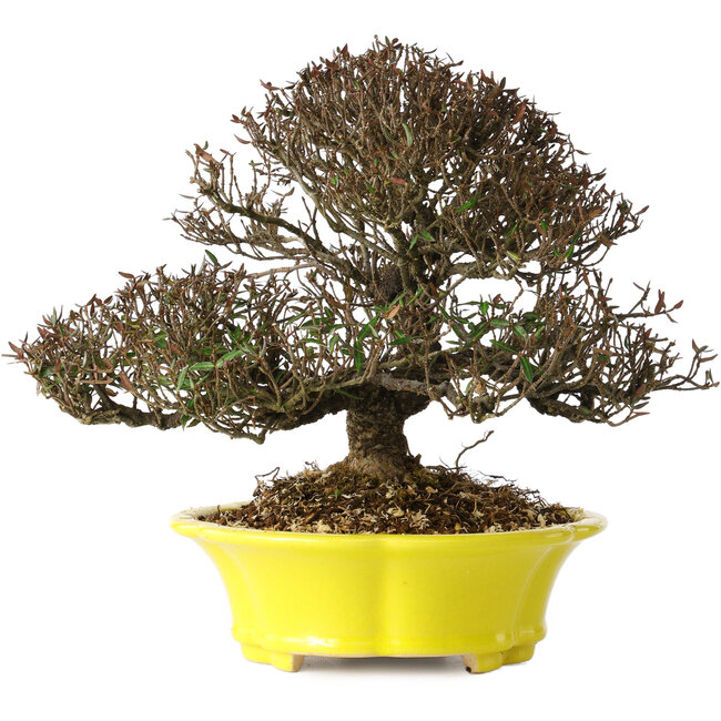 Trachelospermum asiaticum, 21 cm, ± 25 años