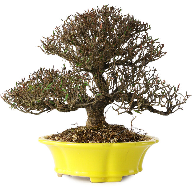 Trachelospermum asiaticum, 21 cm, ± 25 years old