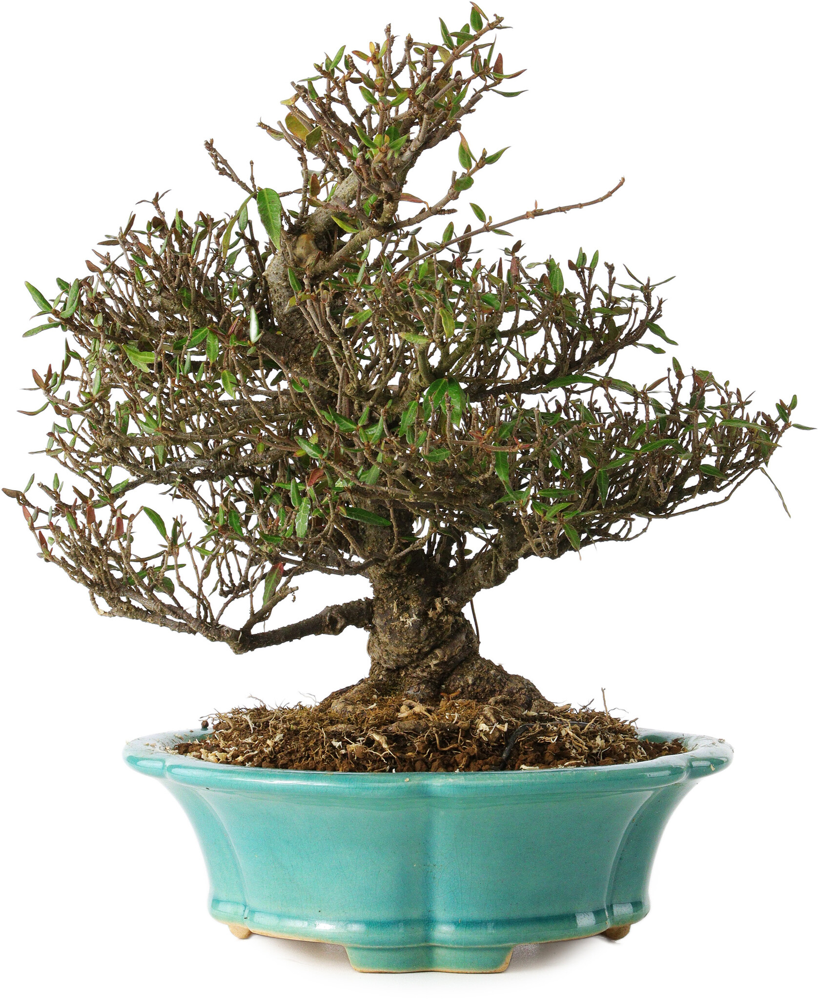 trachelospermum-asiaticum-24-cm-25-ans-bonsai-plaza