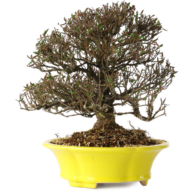 Trachelospermum asiaticum, 21 cm, ± 25 jaar oud