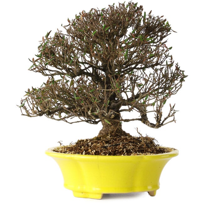 Trachelospermum asiaticum, 21 cm, ± 25 years old