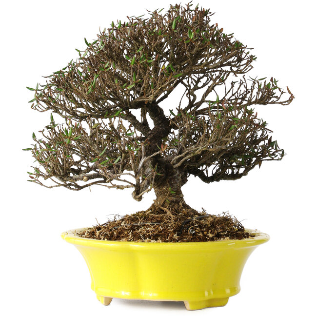 Trachelospermum asiaticum, 21 cm, ± 25 ans