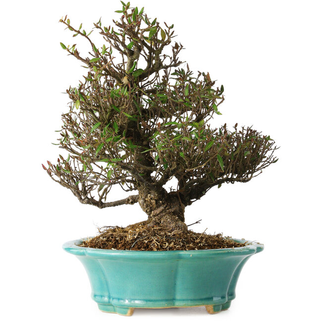 Trachelospermum asiaticum, 24 cm, ± 25 anni