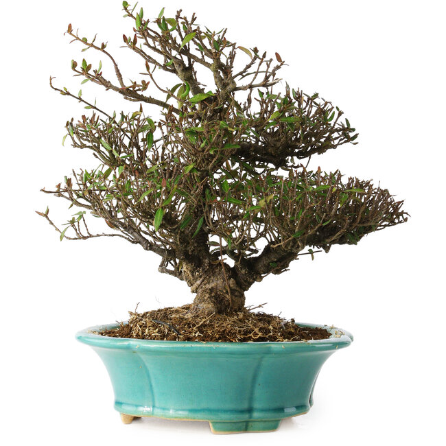 Trachelospermum asiaticum, 24 cm, ± 25 ans