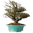 Trachelospermum asiaticum, 24 cm, ± 25 jaar oud