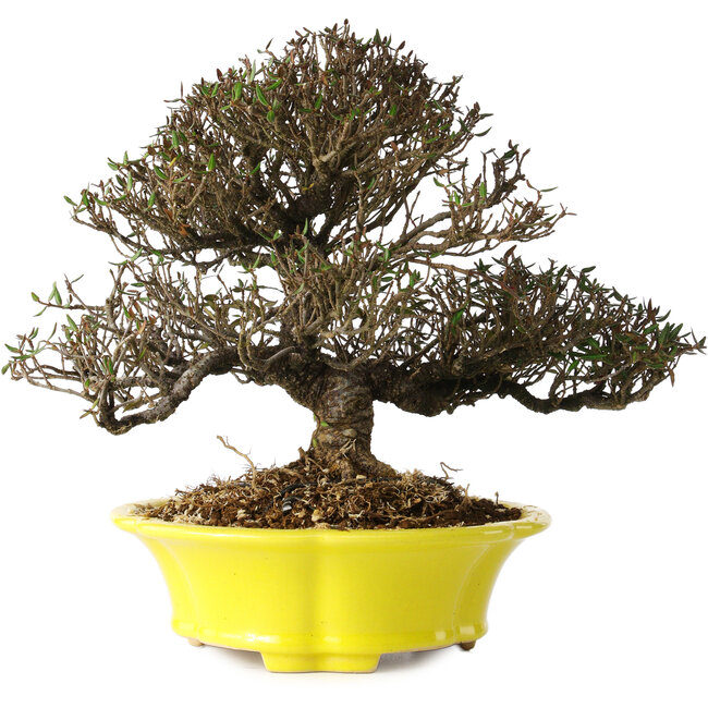 Trachelospermum asiaticum, 21 cm, ± 25 años