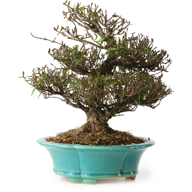 Trachelospermum asiaticum, 24 cm, ± 25 ans