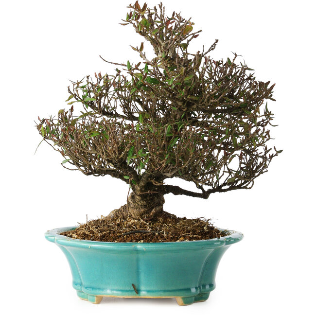 Trachelospermum asiaticum, 24 cm, ± 25 ans