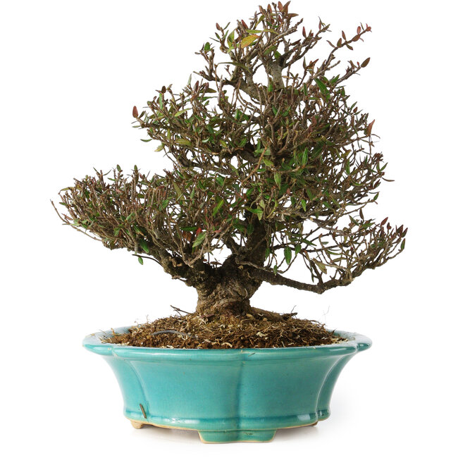 Trachelospermum asiaticum, 24 cm, ± 25 years old