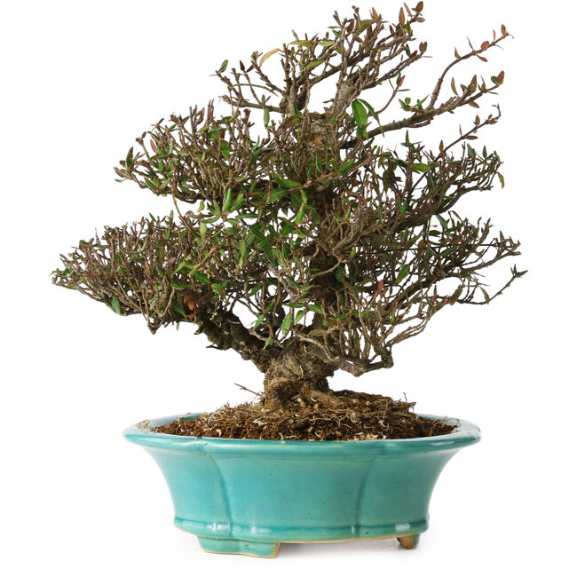 Trachelospermum asiaticum, 24 cm, ± 25 years old