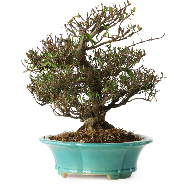 Trachelospermum asiaticum, 24 cm, ± 25 anni