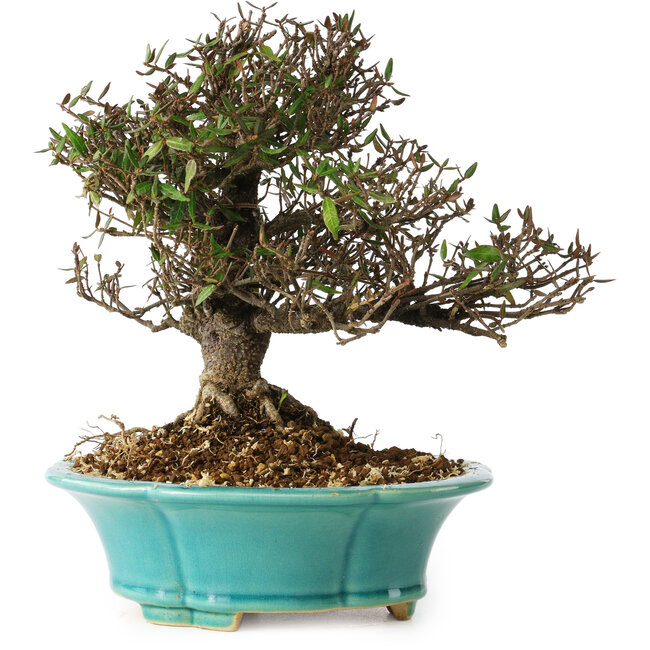 Trachelospermum asiaticum, 20 cm, ± 25 anni