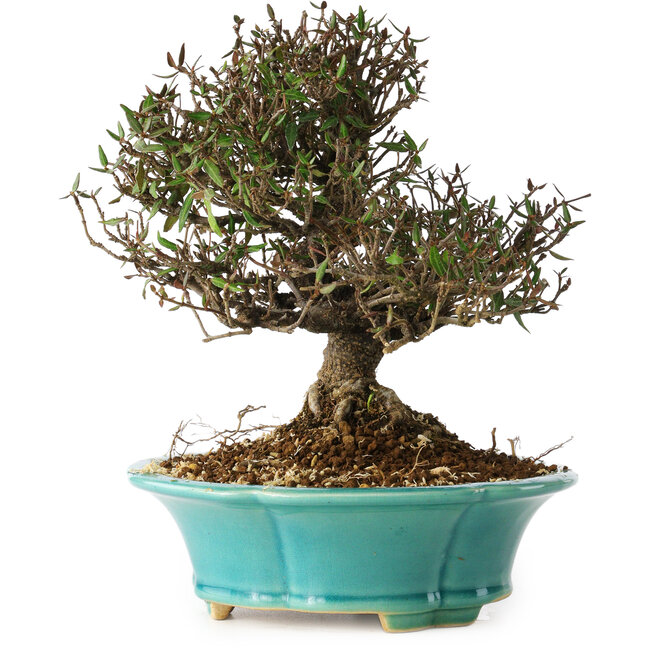 Trachelospermum asiaticum, 20 cm, ± 25 years old