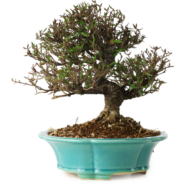 Trachelospermum asiaticum, 20 cm, ± 25 años