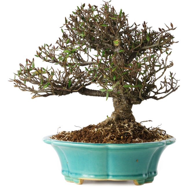 Trachelospermum asiaticum, 20 cm, ± 25 ans