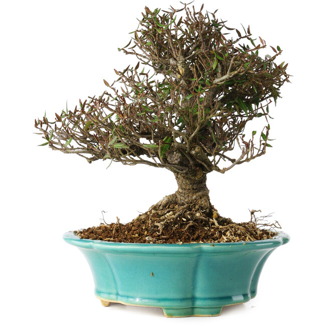 Trachelospermum asiaticum, 20 cm, ± 25 años