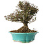 Trachelospermum asiaticum, 20 cm, ± 25 jaar oud