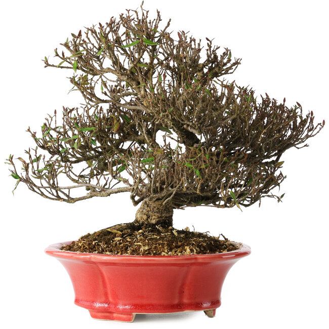 Trachelospermum asiaticum, 21 cm, ± 25 years old