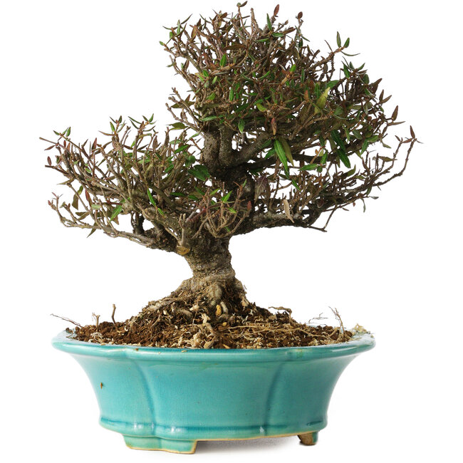 Trachelospermum asiaticum, 20 cm, ± 25 jaar oud