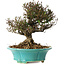 Trachelospermum asiaticum, 20 cm, ± 25 jaar oud