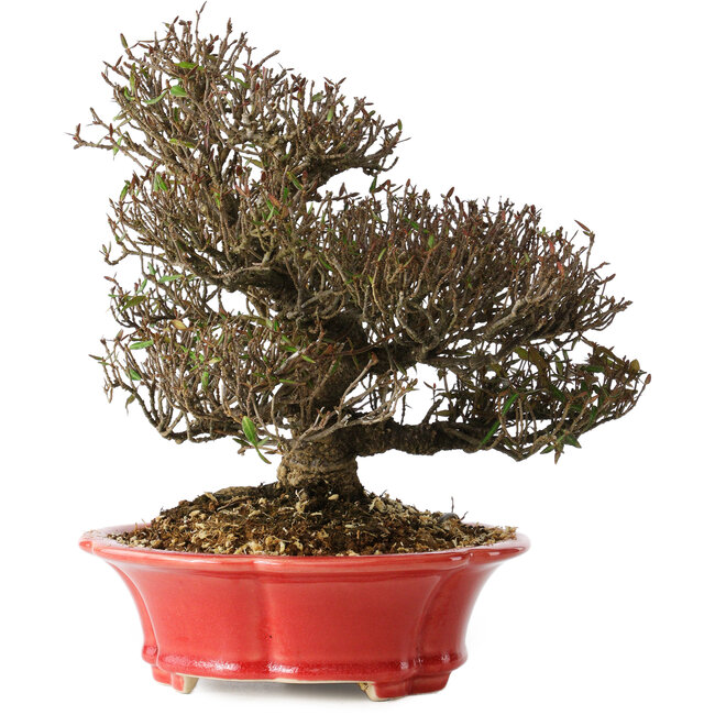 Trachelospermum asiaticum, 21 cm, ± 25 jaar oud