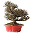 Trachelospermum asiaticum, 21 cm, ± 25 jaar oud