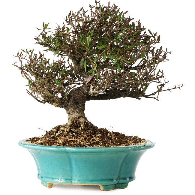 Trachelospermum asiaticum, 20 cm, ± 25 años