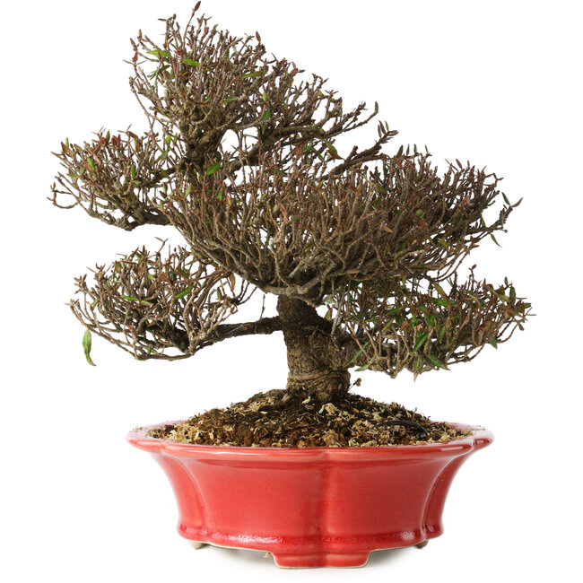 Trachelospermum asiaticum, 21 cm, ± 25 Jahre alt