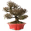 Trachelospermum asiaticum, 21 cm, ± 25 jaar oud