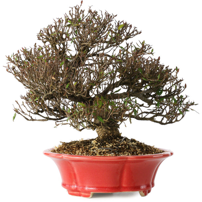 Trachelospermum asiaticum, 21 cm, ± 25 anni