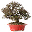 Trachelospermum asiaticum, 21 cm, ± 25 jaar oud